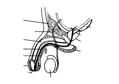 estructura del pene